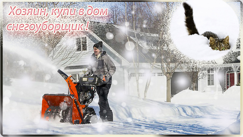 Кот.jpg